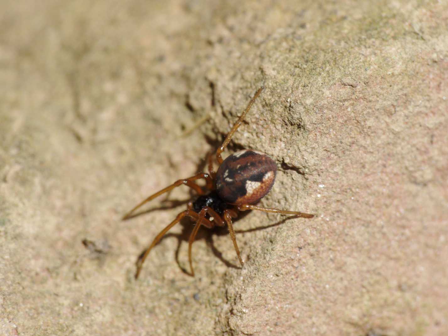 Pachygnatha sp.